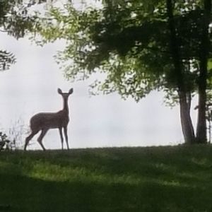 Meet your Posher, Joyce